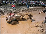 mud%20mania%2005%20085.jpg