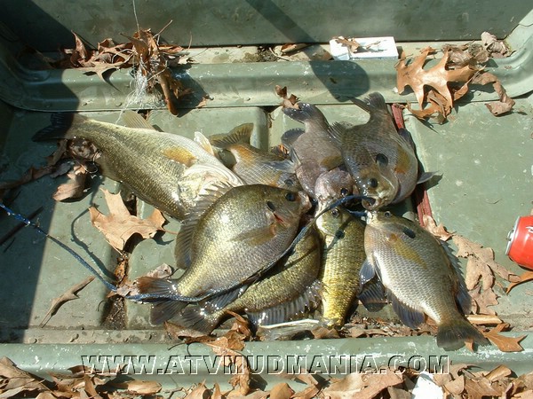 FISH ON STRINGER01.jpg