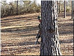 THE STALK.JPG